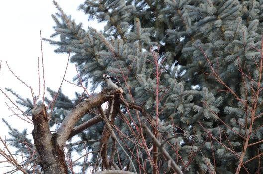 And hello to you too, Mr. Downy Woodpecker. I don't seem to suck as this so much.