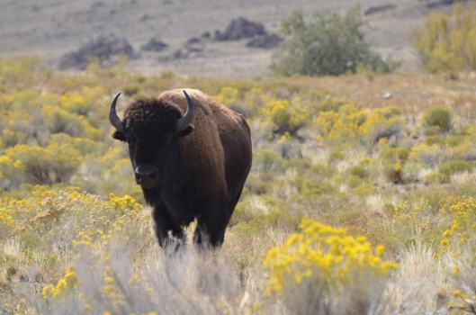 Buffalo at Antelope Island