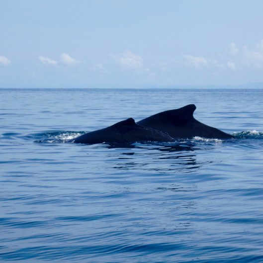 Humpback whale and calf Panama Pearl Islands